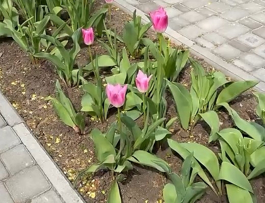 Из сквера в Николаеве украли почти 70 тюльпанов (видео)