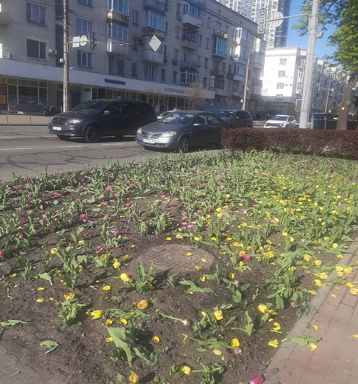 У Києві невідомі знищили одразу кілька тюльпанових клумб