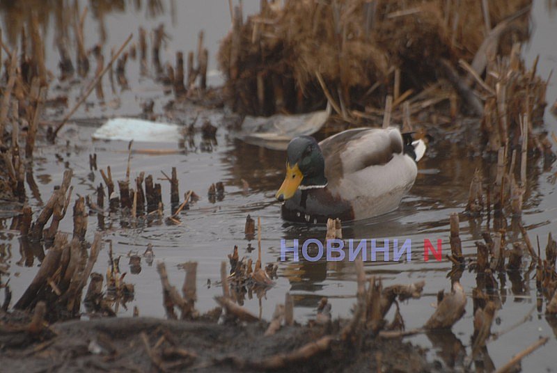 Как выглядит озеро Николаева, в которое сливают фекалии (фоторепортаж)