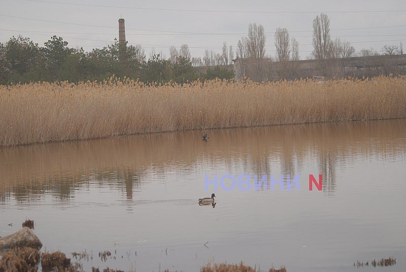 Как выглядит озеро Николаева, в которое сливают фекалии (фоторепортаж)