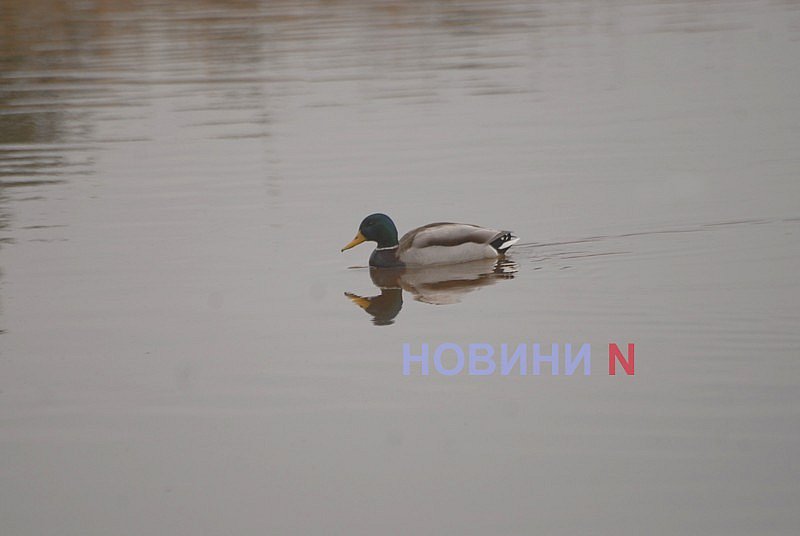 Как выглядит озеро Николаева, в которое сливают фекалии (фоторепортаж)