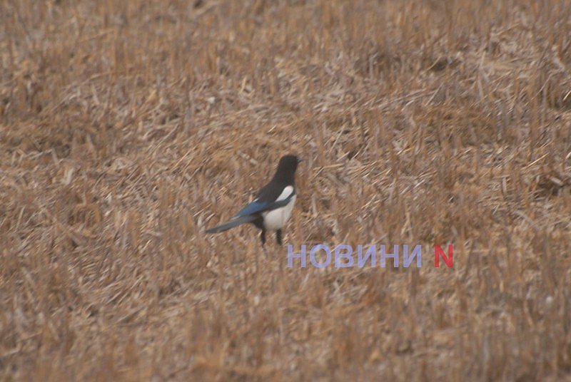 Как выглядит озеро Николаева, в которое сливают фекалии (фоторепортаж)