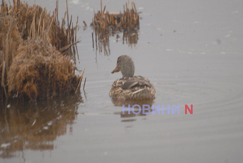 Как выглядит озеро Николаева, в которое сливают фекалии (фоторепортаж)