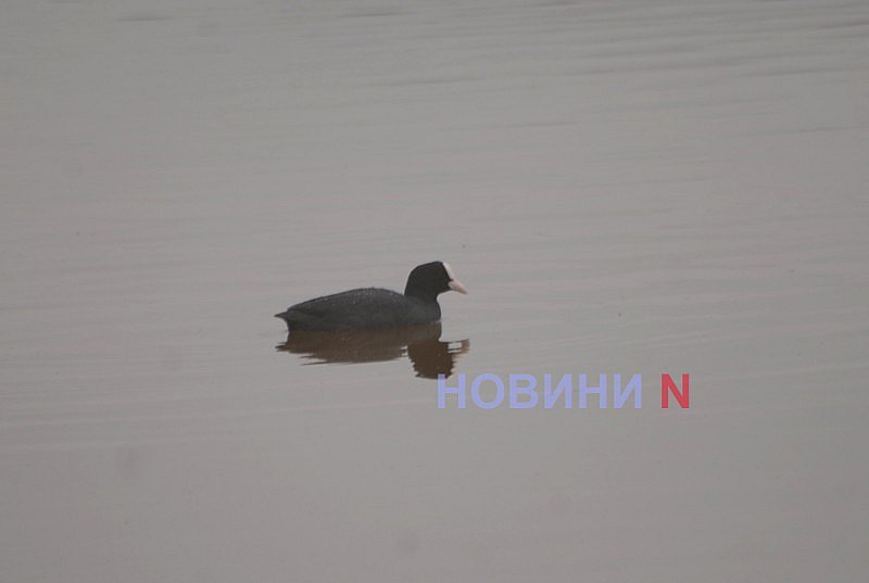 Как выглядит озеро Николаева, в которое сливают фекалии (фоторепортаж)