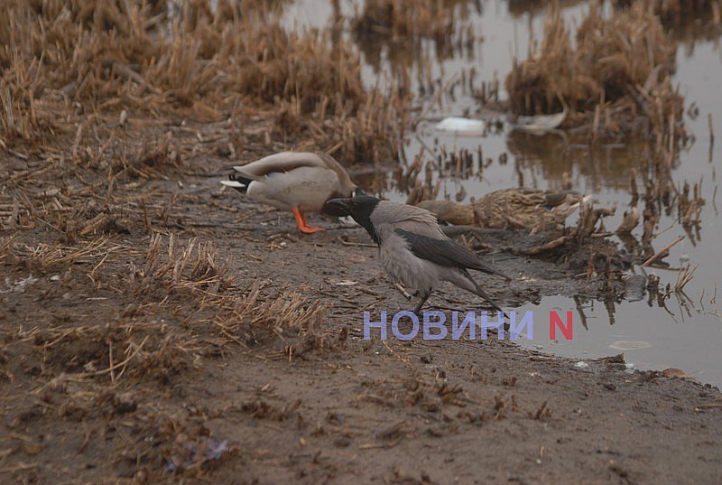 Как выглядит озеро Николаева, в которое сливают фекалии (фоторепортаж)