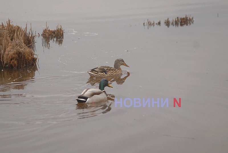 Как выглядит озеро Николаева, в которое сливают фекалии (фоторепортаж)