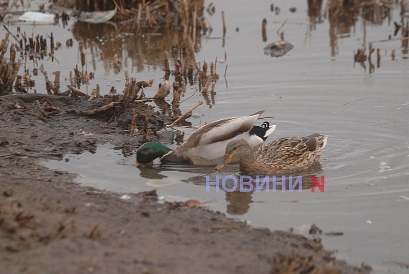Как выглядит озеро Николаева, в которое сливают фекалии (фоторепортаж)