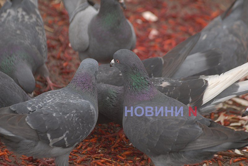 Как выглядит озеро Николаева, в которое сливают фекалии (фоторепортаж)