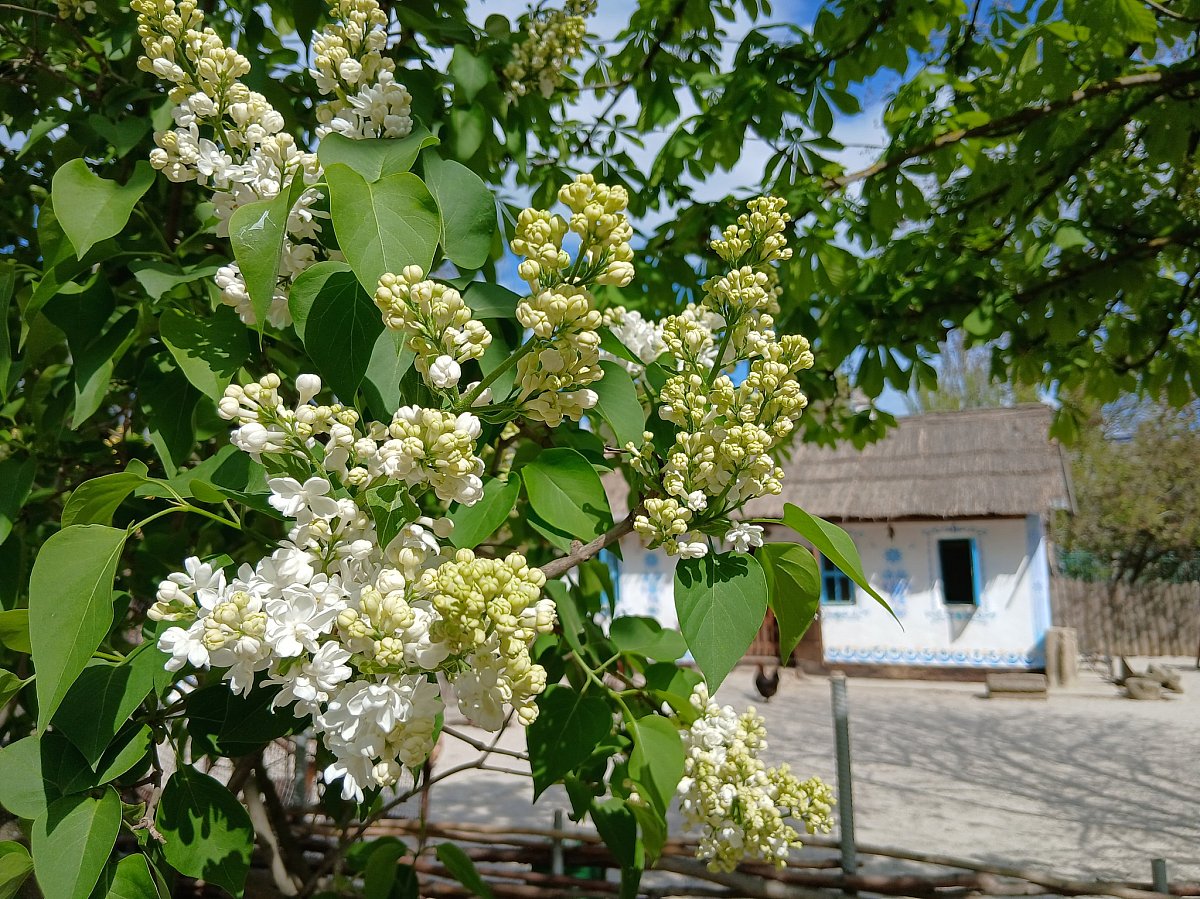 Опубликовали яркие фото: Николаевский зоопарк превратился в цветущий парк
