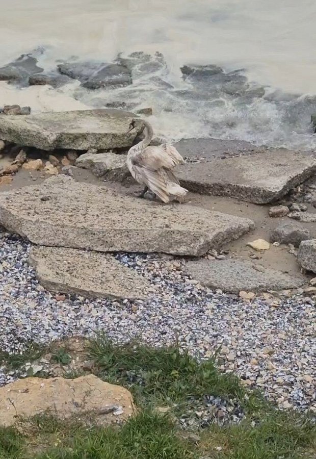 Після атаки у Чорноморську забруднене море: масляна пляма розтяглася на 700 метрів
