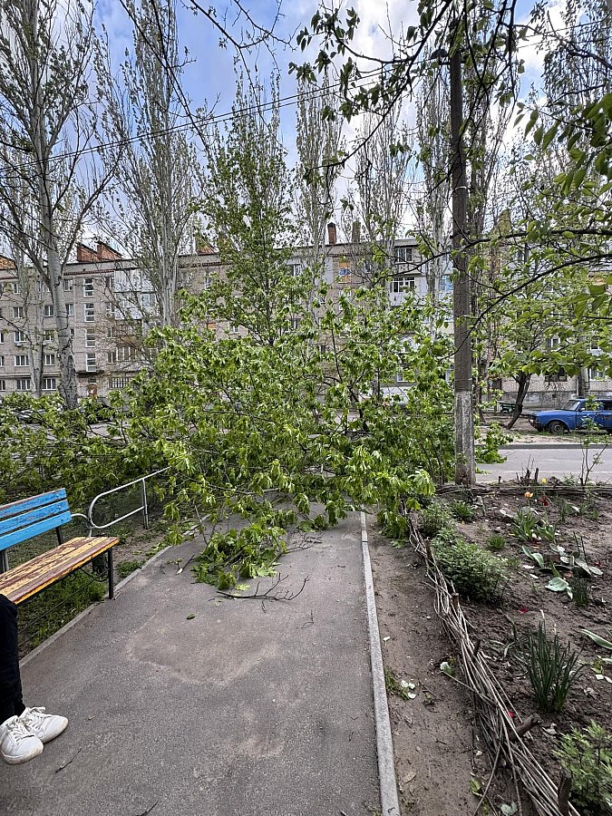 Після урагану у Миколаєві посилять обрізку дерев: у КП не вистачає спецтехніки