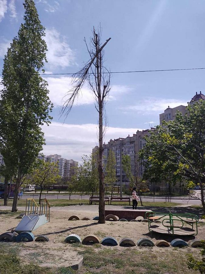 Після урагану у Миколаєві посилять обрізку дерев: у КП не вистачає спецтехніки