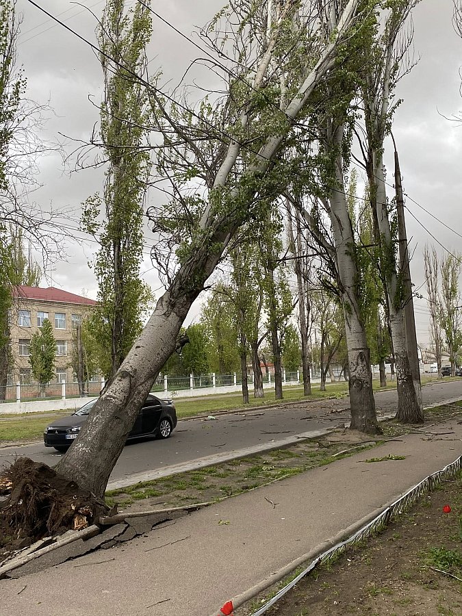 После урагана в Николаеве усилят обрезку деревьев: у КП не хватает спецтехники