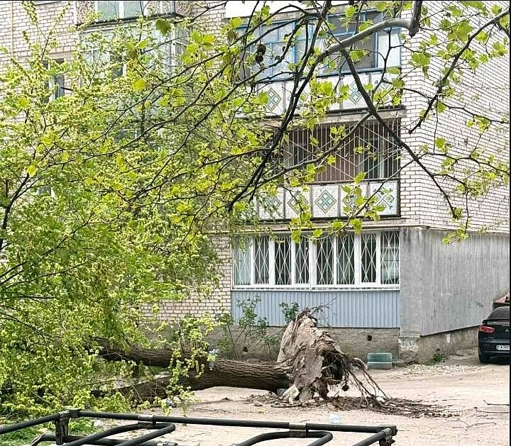 После урагана в Николаеве усилят обрезку деревьев: у КП не хватает спецтехники