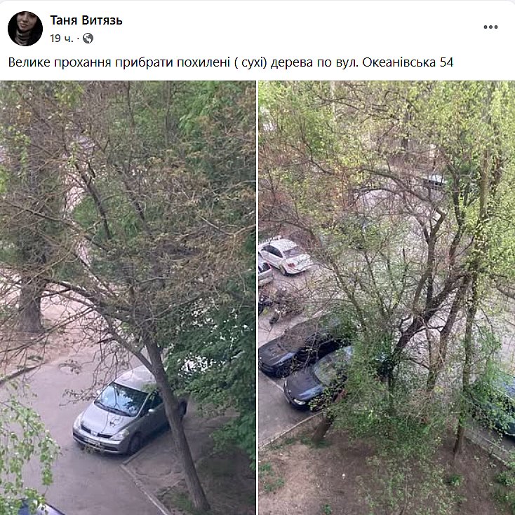 Николаевцы массово жалуются на сухие деревья: боятся непогоды и деревопада