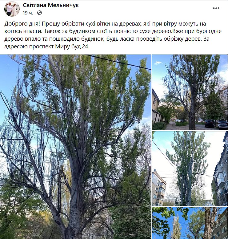 Николаевцы массово жалуются на сухие деревья: боятся непогоды и деревопада