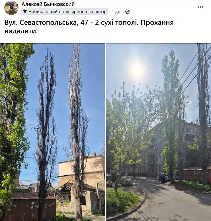 Николаевцы массово жалуются на сухие деревья: боятся непогоды и деревопада