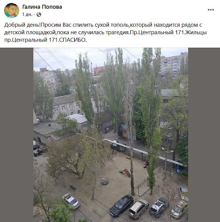 Николаевцы массово жалуются на сухие деревья: боятся непогоды и деревопада