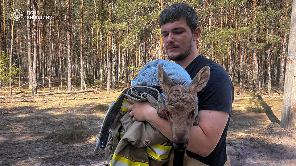 Спасатели вынесли из огня краснокнижного лосенка в Чернобыльской зоне