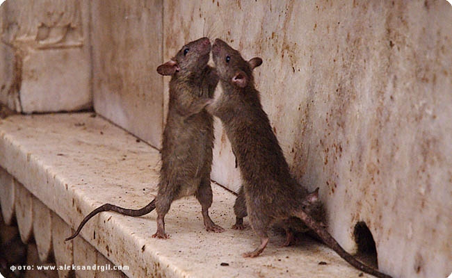 Николаев атаковали крысы: бороться с грызунами некому. ВИДЕО