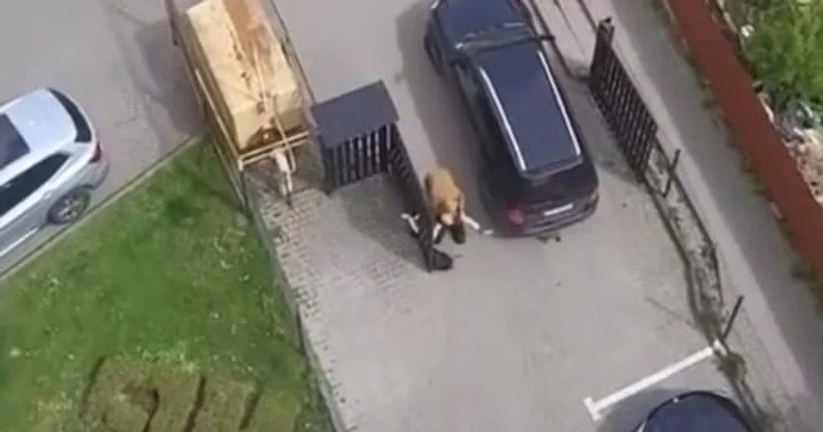 В Луцке оштрафовали водителя автобуса ТЦК, который сбил беременную женщину и скрылся с места ДТП