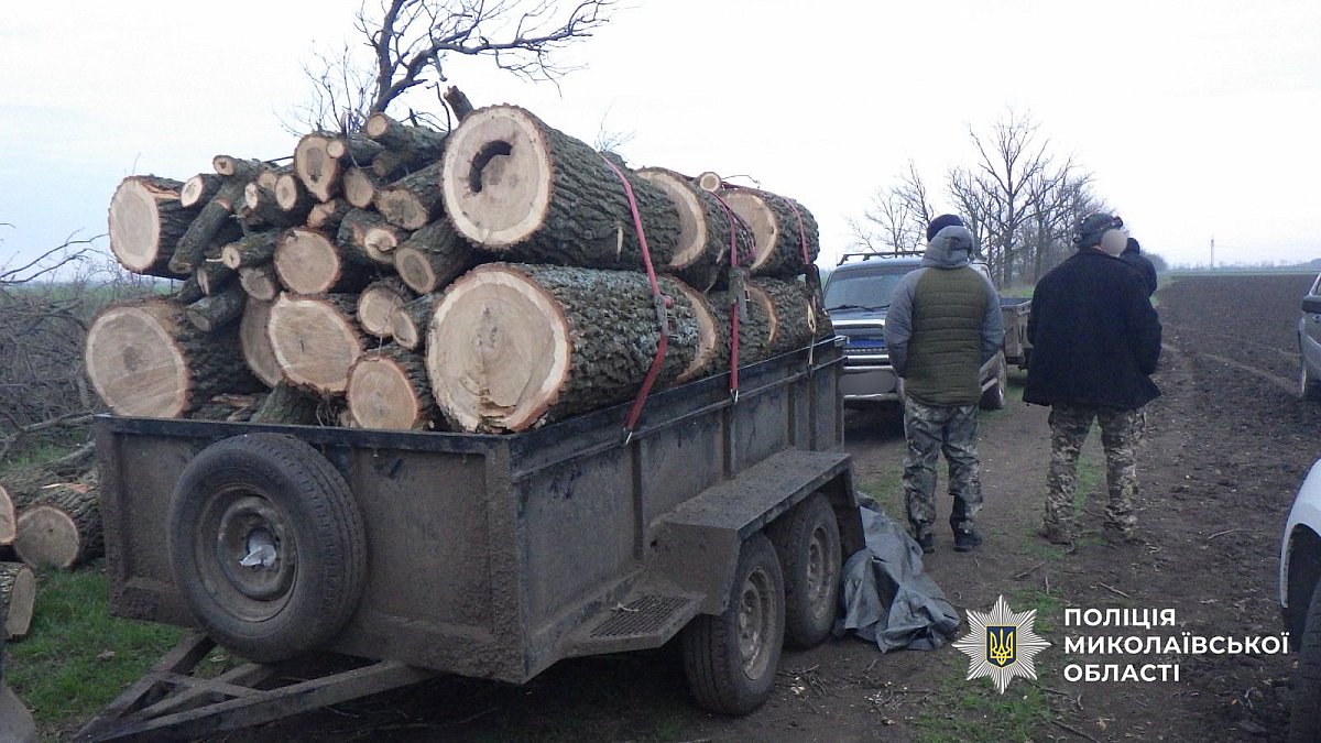 В Николаевской области двоим мужчинам грозит до 7 лет тюрьмы за незаконную вырубку дубов