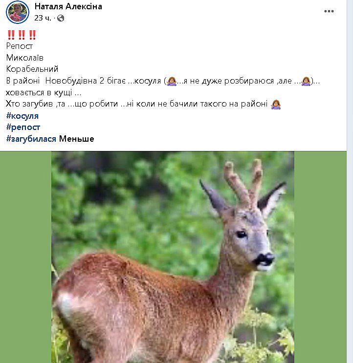Жители Николаева сообщают о косуле, которая бегает по улице