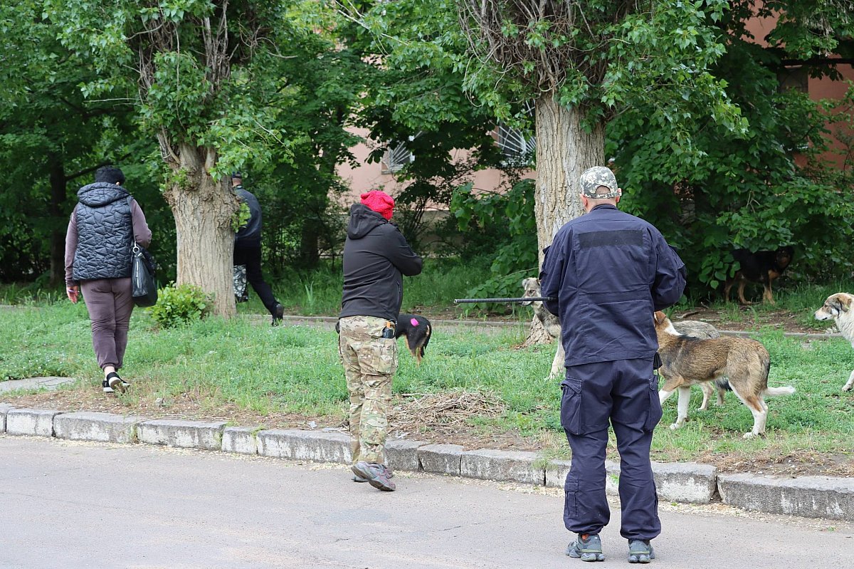 В Вознесенске провели масштабный отлов бездомных собак
