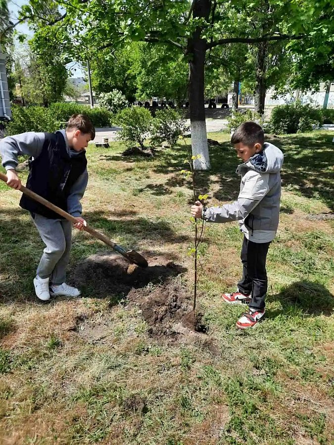 В Заводском районе Николаева высадили 33 дерева в рамках акции «Подари дерево городу»