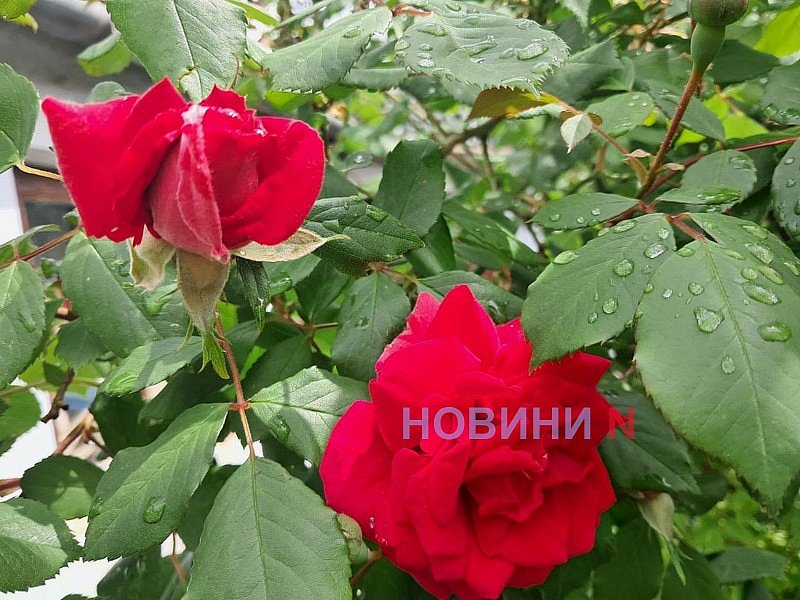 Троянди після дощу, фото Новини-N