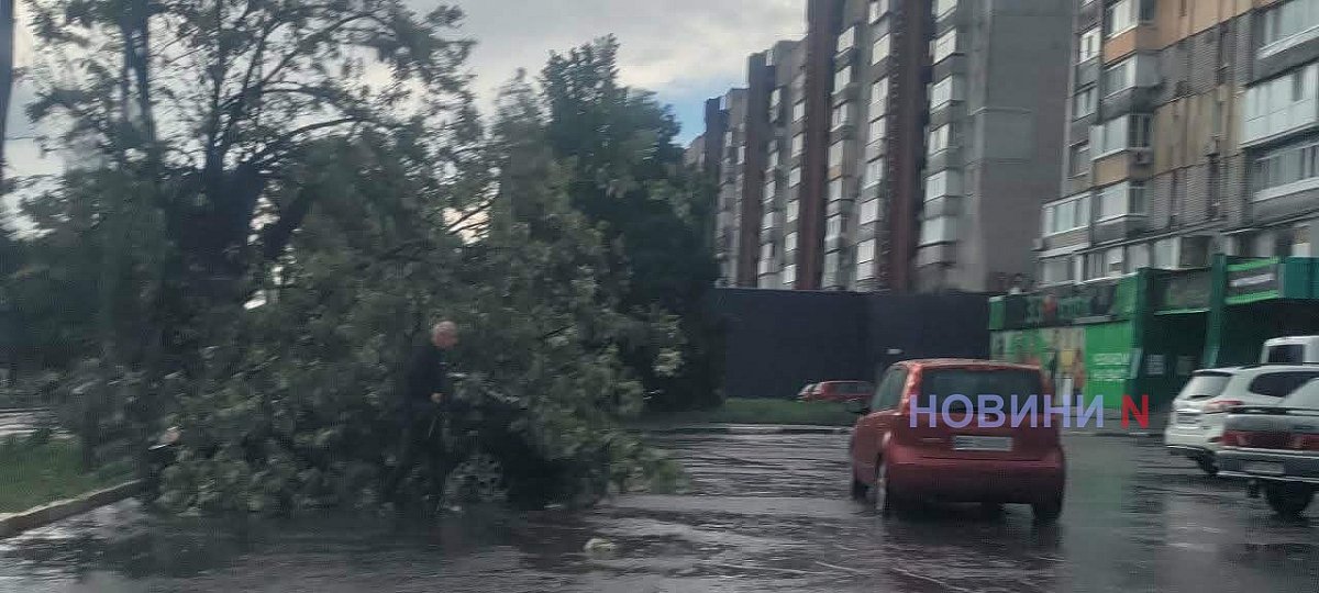 У Миколаєві дерево впало на автомобіль біля ТРЦ