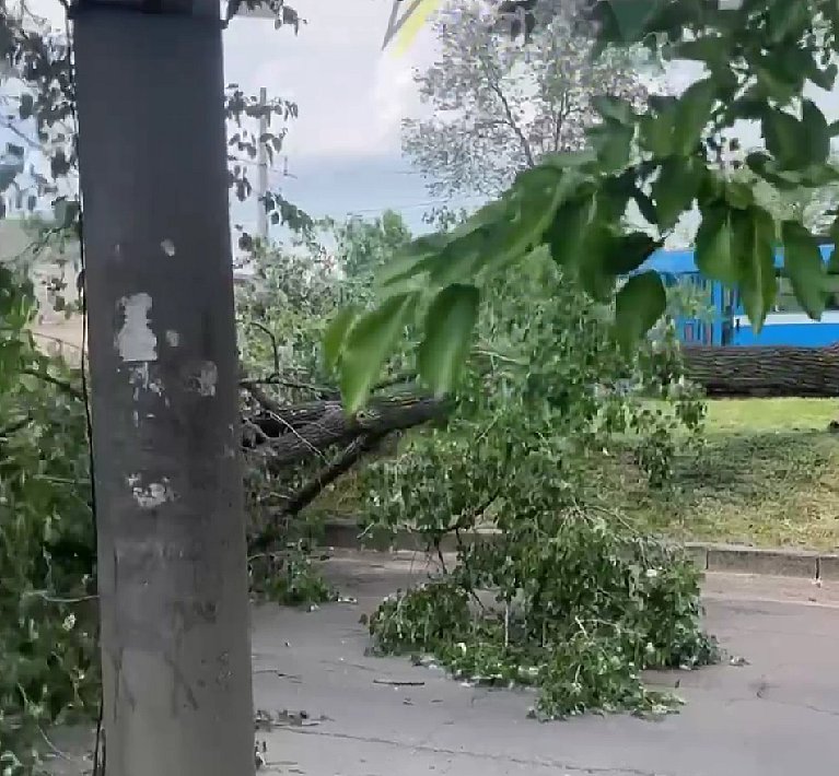 Упавшее дерево перекрыло проезжую часть в центре Николаева (видео)