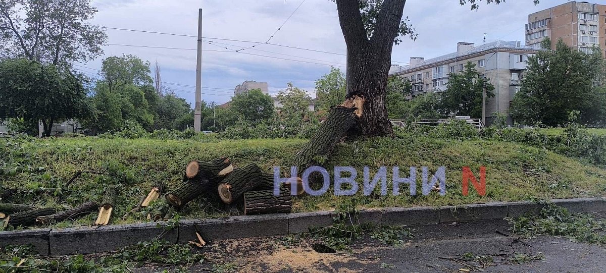 Упавшее дерево перекрыло проезжую часть в центре Николаева (видео)