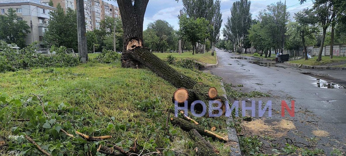 Упавшее дерево перекрыло проезжую часть в центре Николаева (видео)