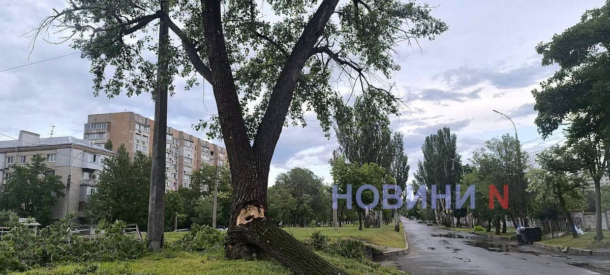 Упавшее дерево перекрыло проезжую часть в центре Николаева (видео)