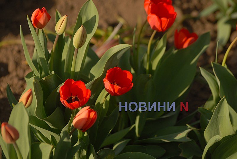 Как в Николаеве прошёл цветочный бум: фоторепортаж