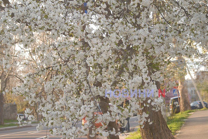 Как в Николаеве прошёл цветочный бум: фоторепортаж