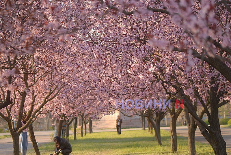 Как в Николаеве прошёл цветочный бум: фоторепортаж