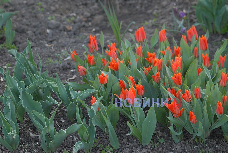 Как в Николаеве прошёл цветочный бум: фоторепортаж