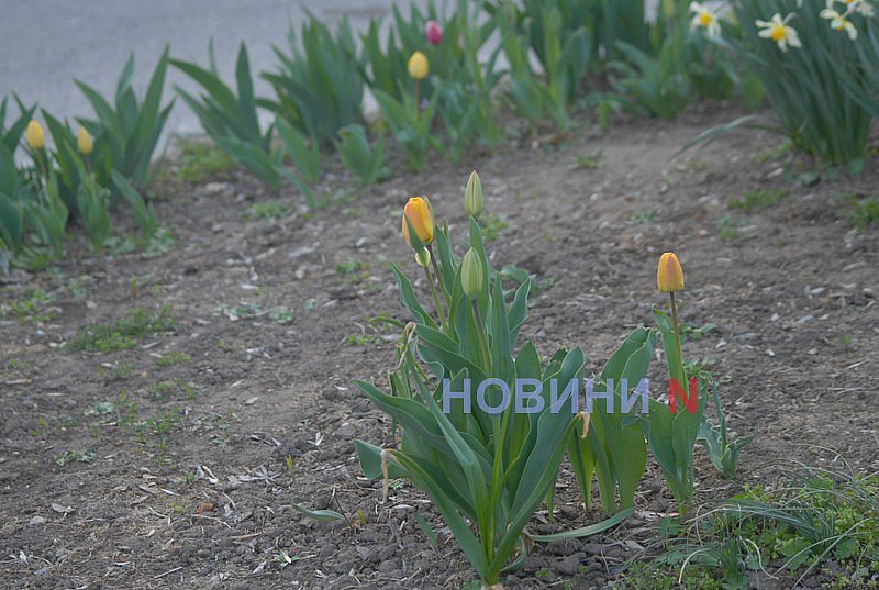 Как в Николаеве прошёл цветочный бум: фоторепортаж