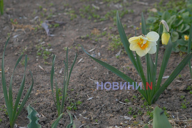 Как в Николаеве прошёл цветочный бум: фоторепортаж