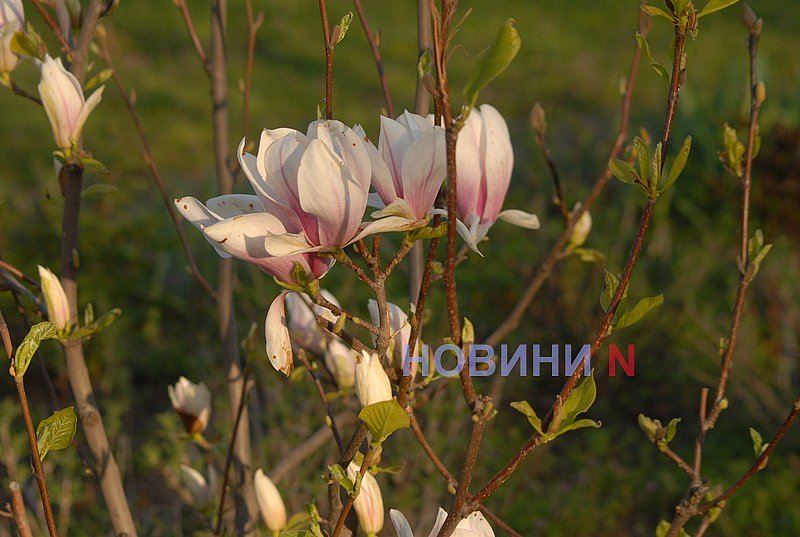 Как в Николаеве прошёл цветочный бум: фоторепортаж