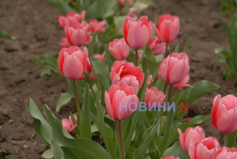 Как в Николаеве прошёл цветочный бум: фоторепортаж
