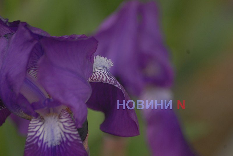 Как в Николаеве прошёл цветочный бум: фоторепортаж