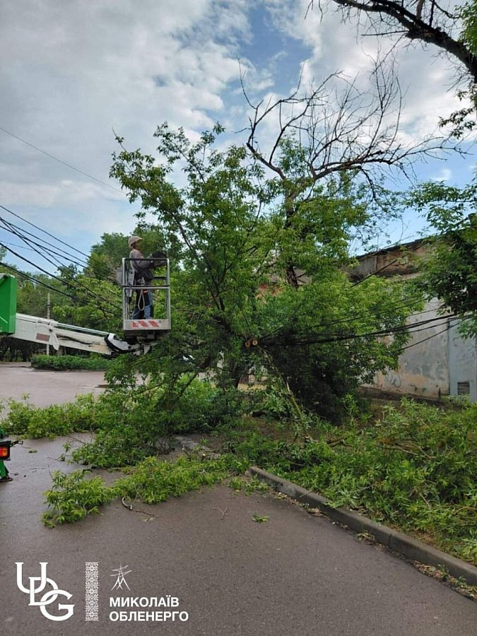 У Миколаєві дерево пошкодило лінію електропередачі