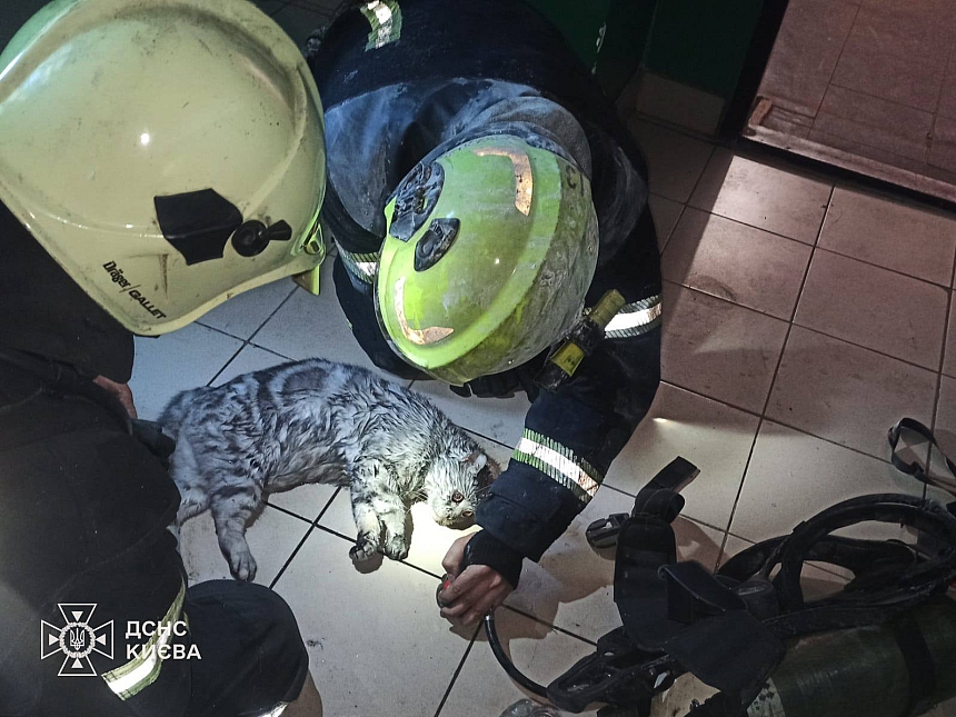 В Киеве из пожара спасли мужчину и его кота (фото)