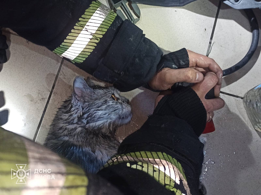 В Киеве из пожара спасли мужчину и его кота (фото)