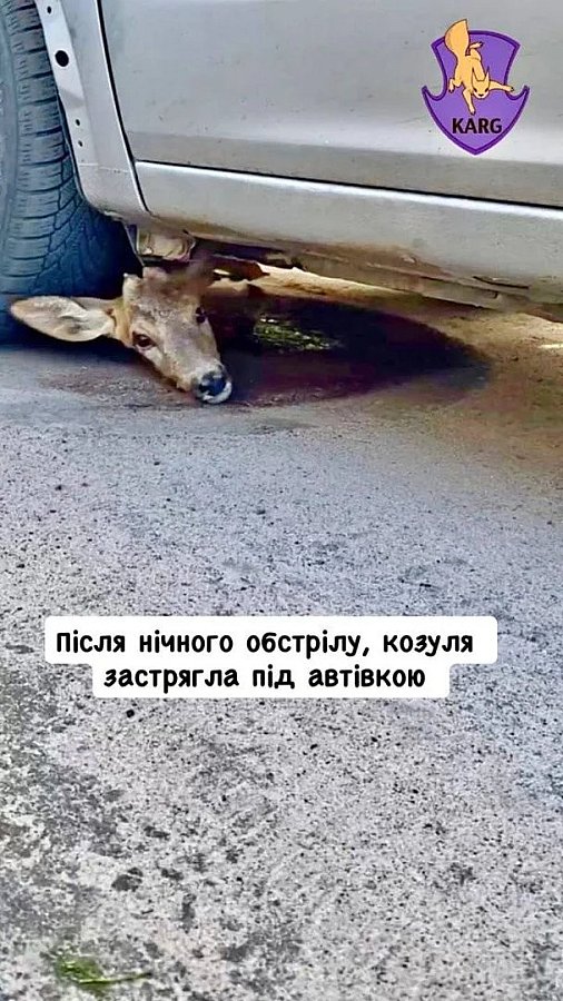 В Киеве после ночных обстрелов под автомобилем обнаружили раненую косулю (фото)