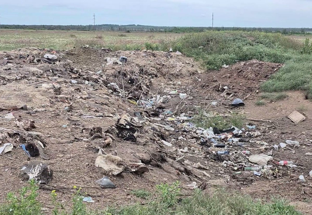 Черепа, копыта и внутренности: в Николаеве обнаружили масштабную свалку останков животных