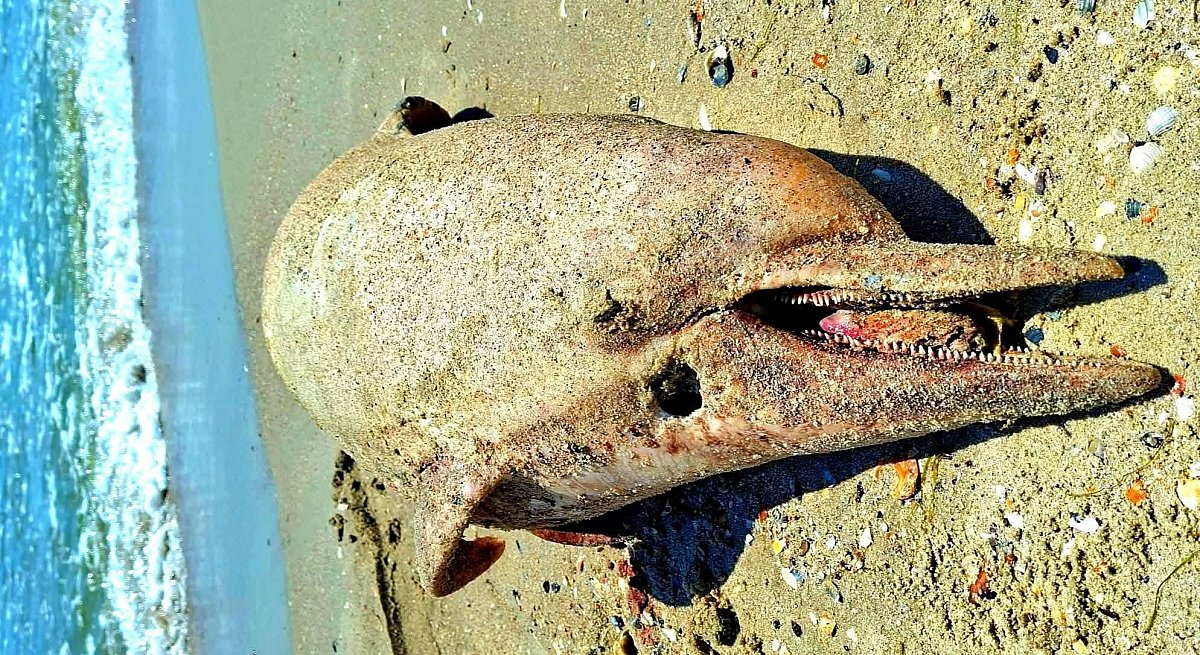 Катастрофа в Черном море: ученые заявили о гибели около 100 тысяч китообразных с начала войны